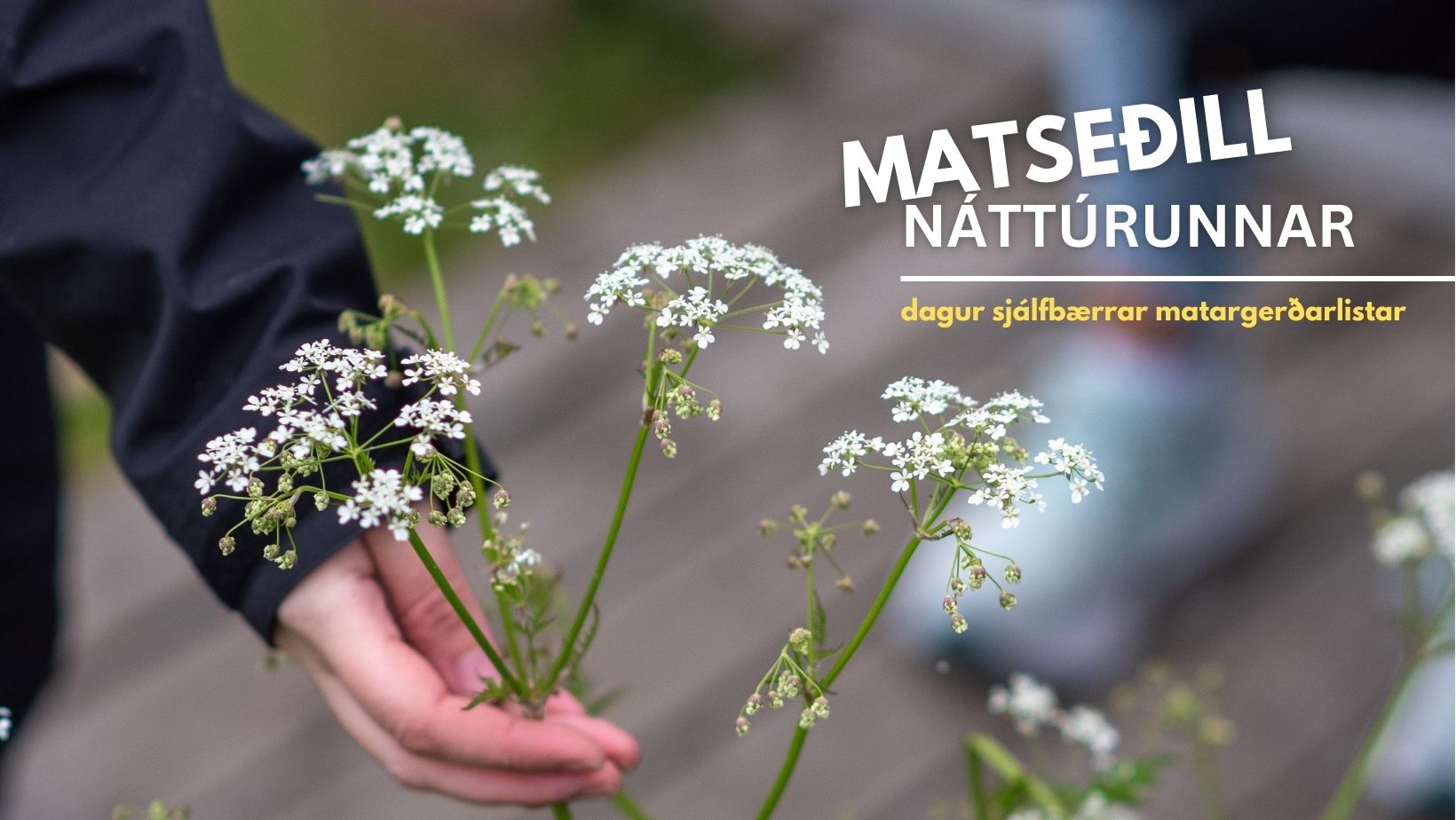 Matseðill náttúrunnar: Dagur sjálfbærrar matargerðarlistar | Norræna Húsið