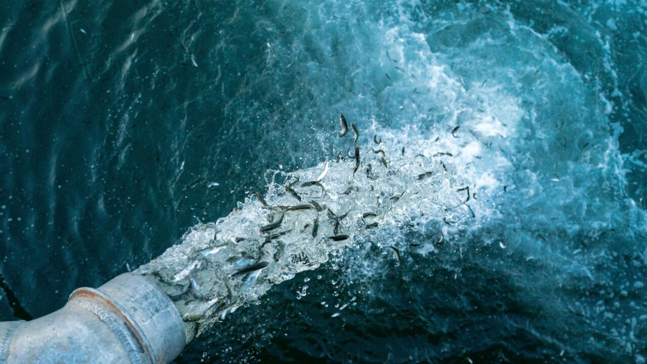 Fish being dumped in the ocean fron the movie Artifishal