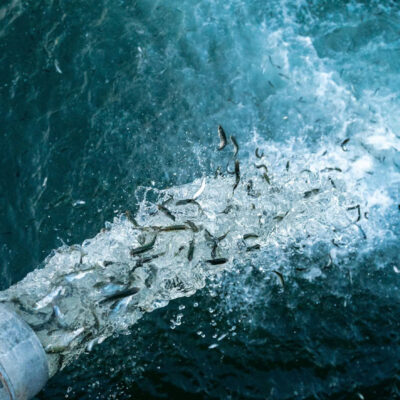 Fish being dumped in the ocean fron the movie Artifishal